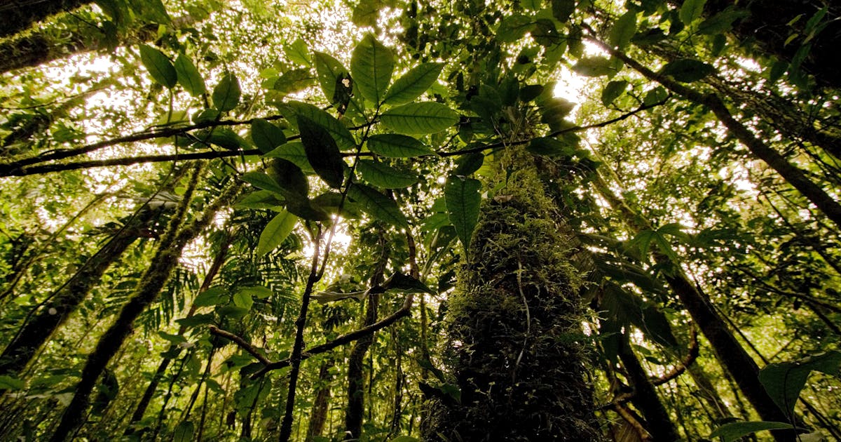 Um novo papel pode desativar as lutas climáticas?