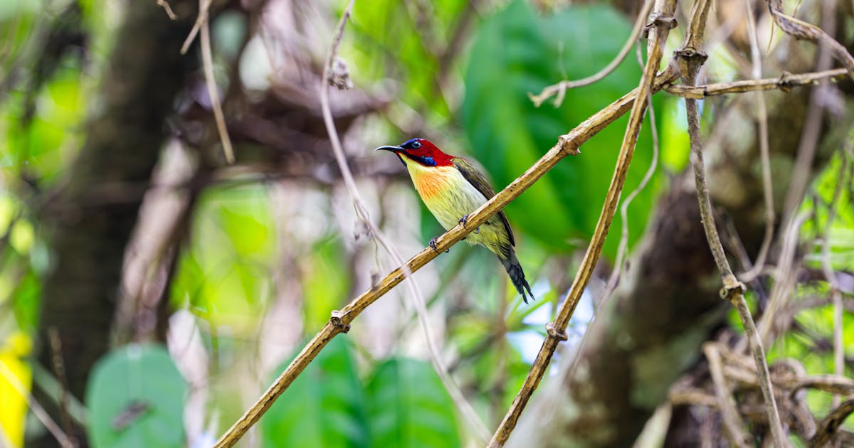 A IA pode ajudar a proteger a natureza?