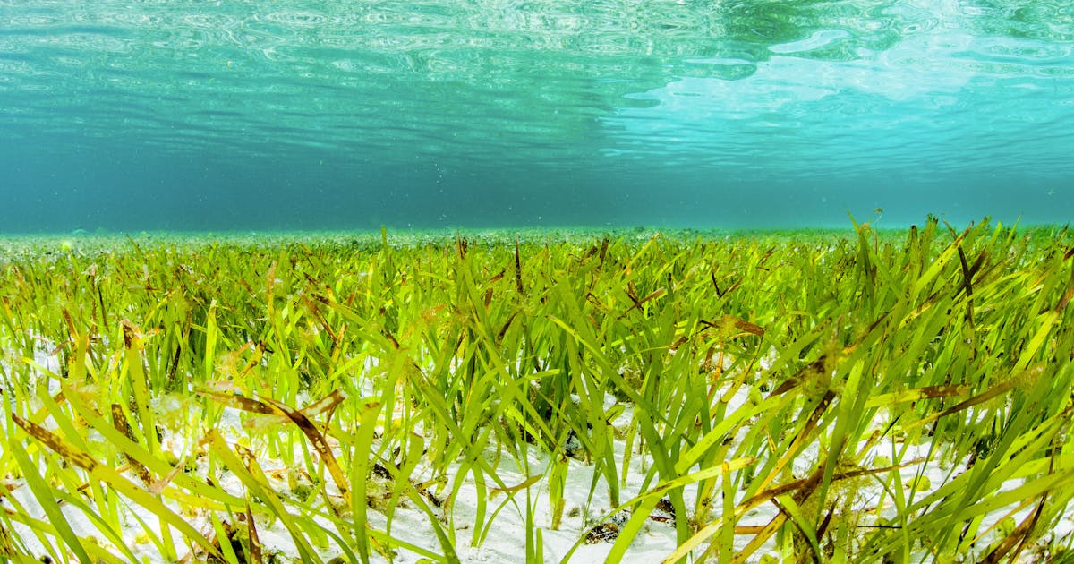 Um aliado climático esquecido está com problemas