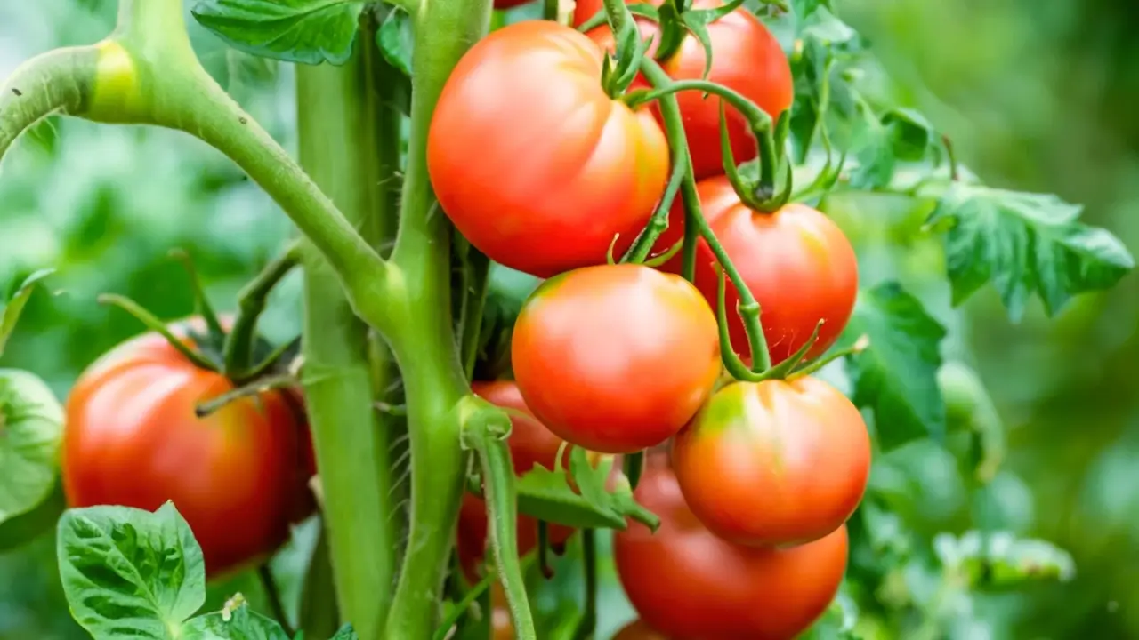 9 Variedades vegetais resistentes a doenças que você deve estar crescendo