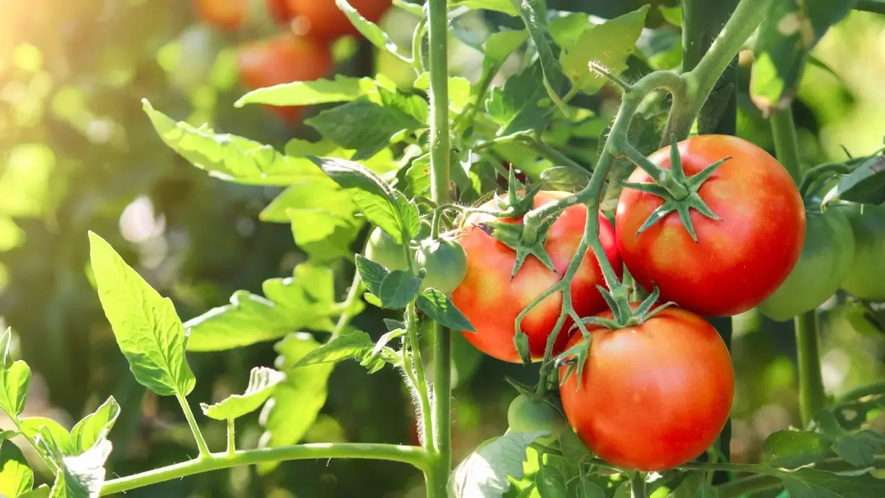 Como secar tomates agrícolas para um sabor melhorado