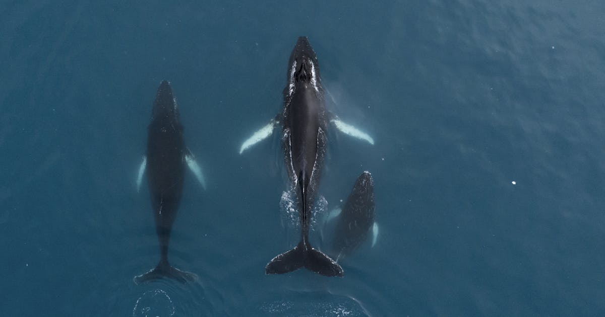 Tratado de alto mar ‘muito tempo vindo’