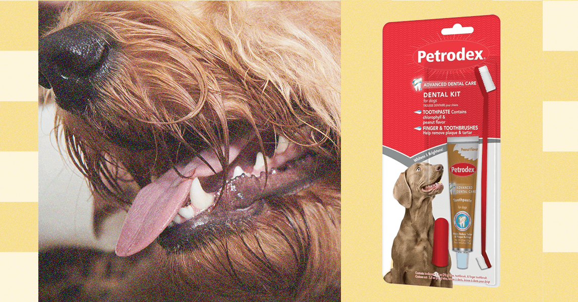 Como escovar os dentes do seu animal de estimação – os veterinários pesam (2025)