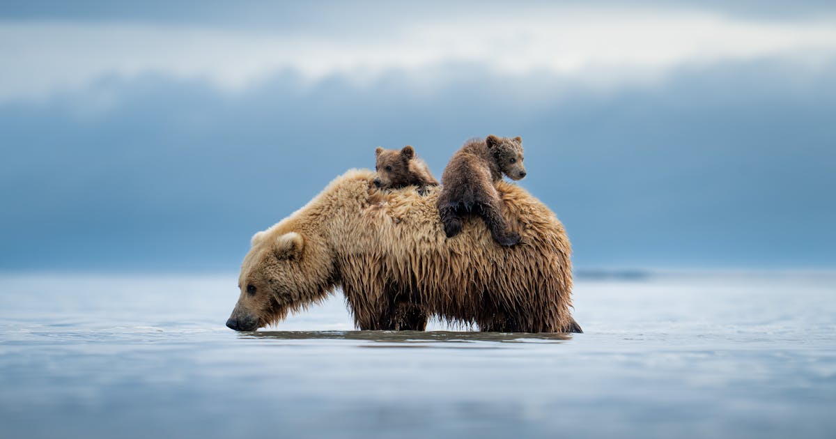 Proteger a vida selvagem: compre uma impressão