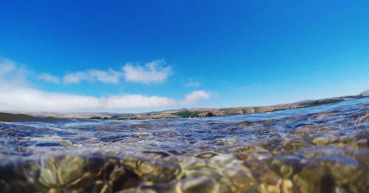 Um desafio de natação de despertação de alma na selva da Califórnia