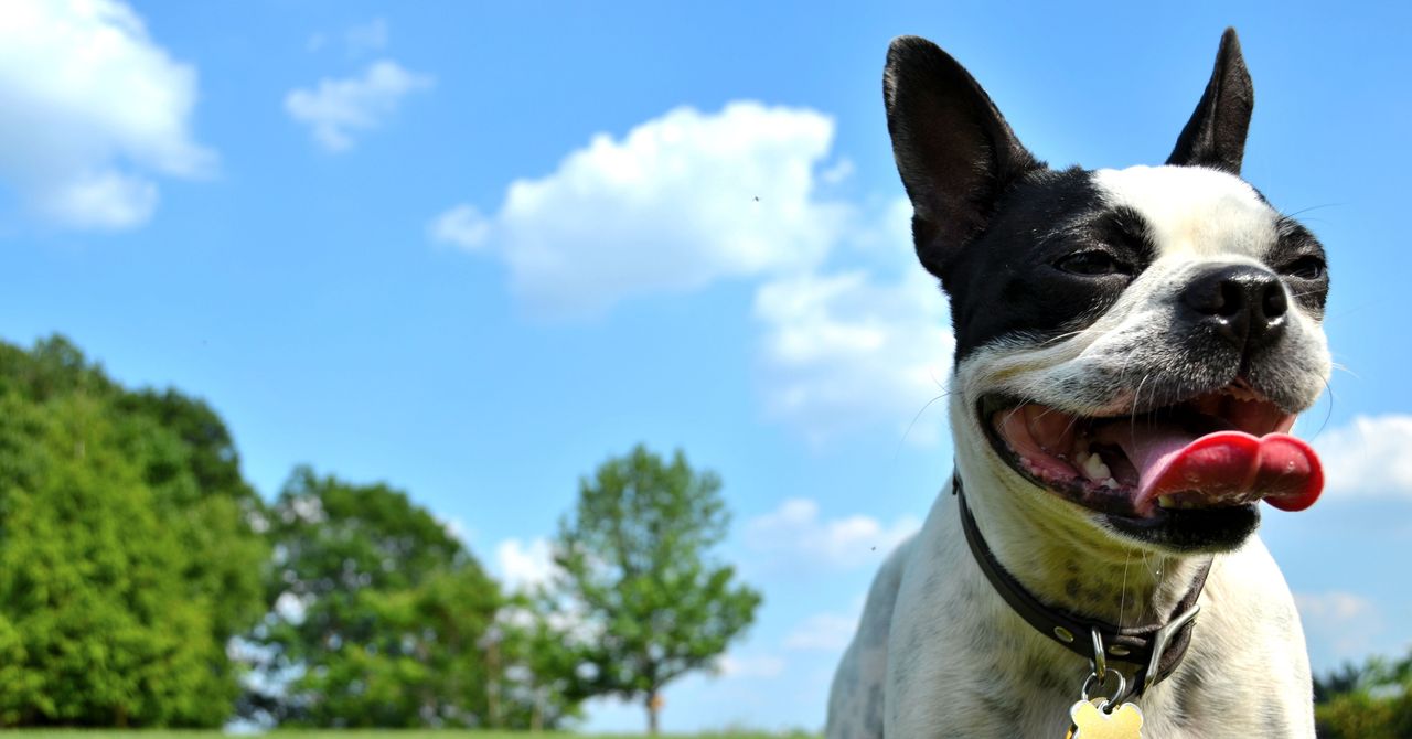 O impacto climático de possuir um cachorro