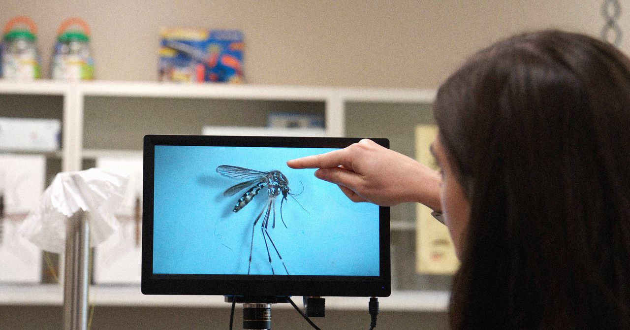 Um mosquito transmissor de doenças invasivas se espalhou pelas montanhas rochosas