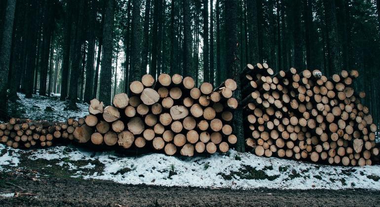 Comércio e produção globais de produtos florestais recuperam em 2024