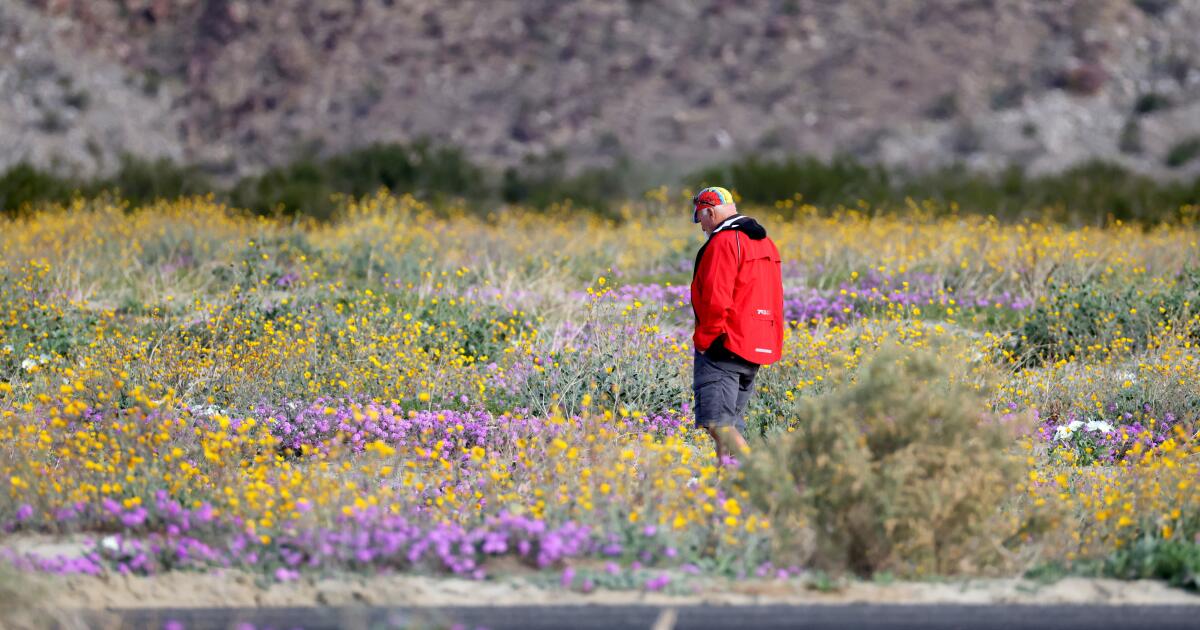 O Parque Estadual do Deserto de Anza-Borrego já está coberto de flores silvestres