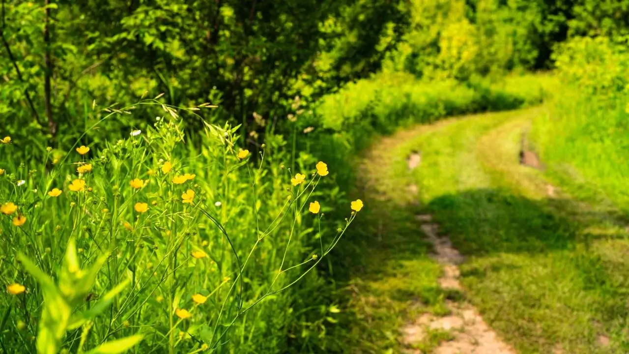 Agricultura florestal: por que pode fazer sentido para sua terra
