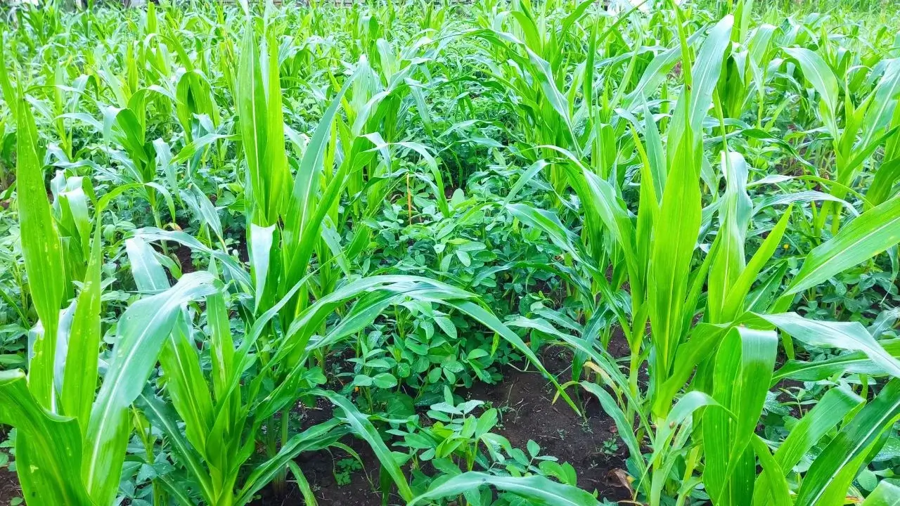 5 maneiras pelas quais a intersemeadura pode mudar o cenário agrícola