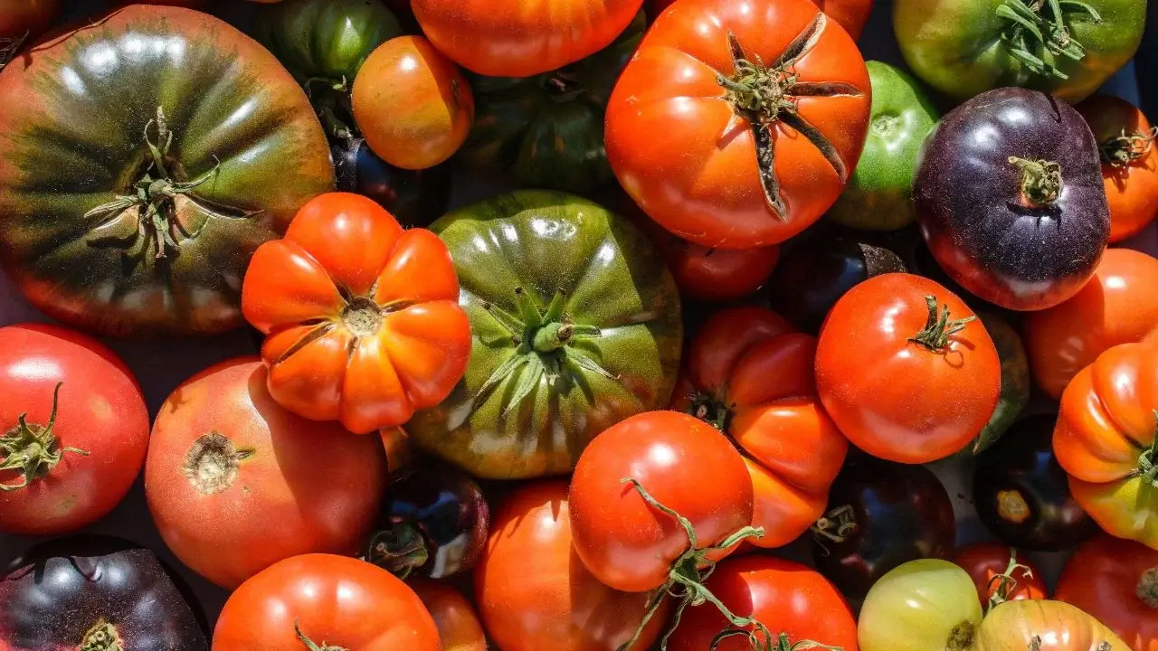 11 melhores tomates tradicionais para cultivar na fazenda