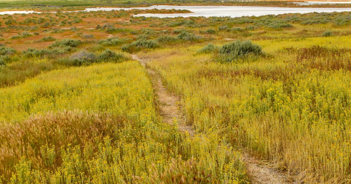Uma viagem até a planície de Carrizo, que floresce com as cores da primavera