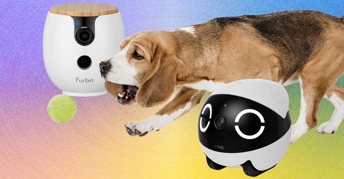 As 10 melhores câmeras para animais de estimação de 2026: Furbo, Petcube e Enabot